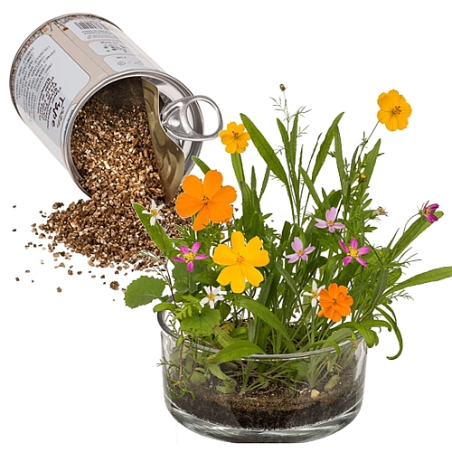 Blumen aus der Dose